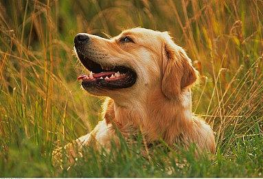 弹幕飞行射击游戏新作《GUNVEIN》公布 预告片赏