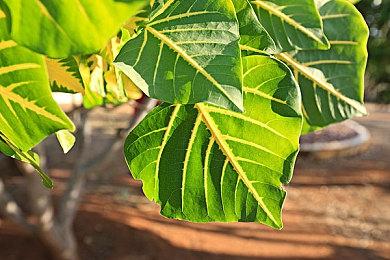 《英雄联盟》IP格斗游戏《Project L》即将正式公布